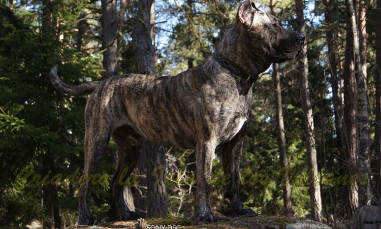 Dogo Canario. Larry De La Isla De Los Volcanes. Dogo Canario. Larry De La Isla De Los Volcanes.