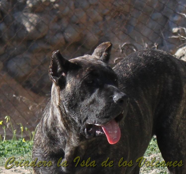 Dogo Canario. FANNY DE LA ISLA DE LOS VOLCANES de cachorra.