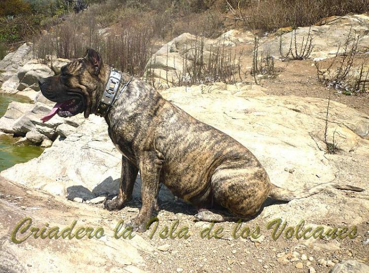 Dogo Canario. Faina De La Isla De Los Volcanes.