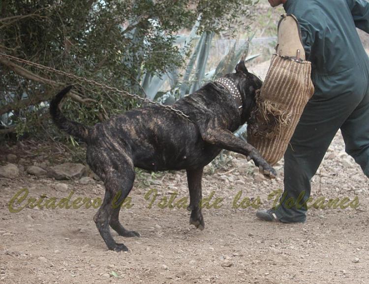 Dogo Canario. Yuma De La Isla De Los Volcanes. Prueba de Trabajo.