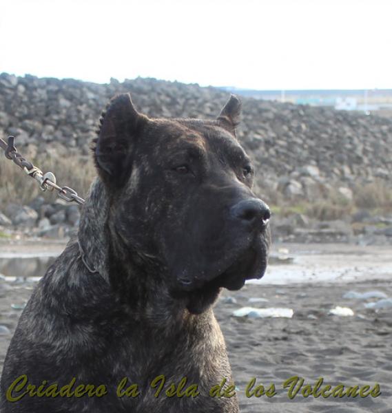 Dogo Canario. FANNY DE LA ISLA DE LOS VOLCANES con 8 meses.