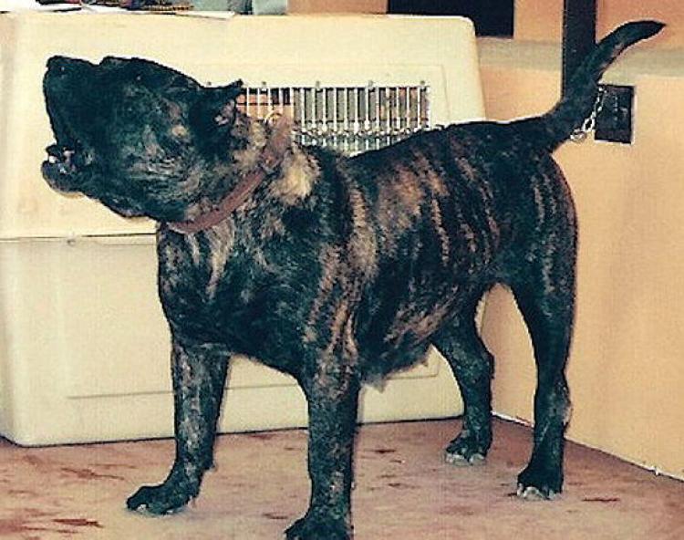 Dogo Canario. Bamba.