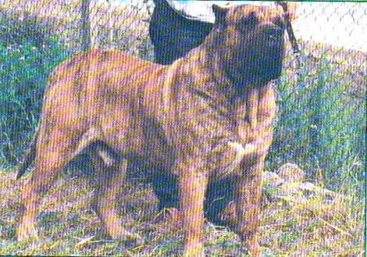 Dogo Canario. Nahai.