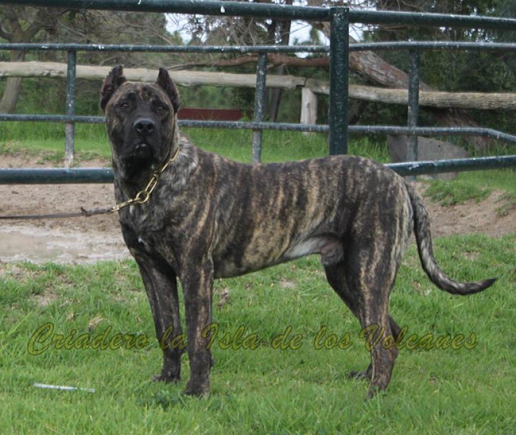 Dogo Canario. Oriol De La Isla De Los Volcanes.