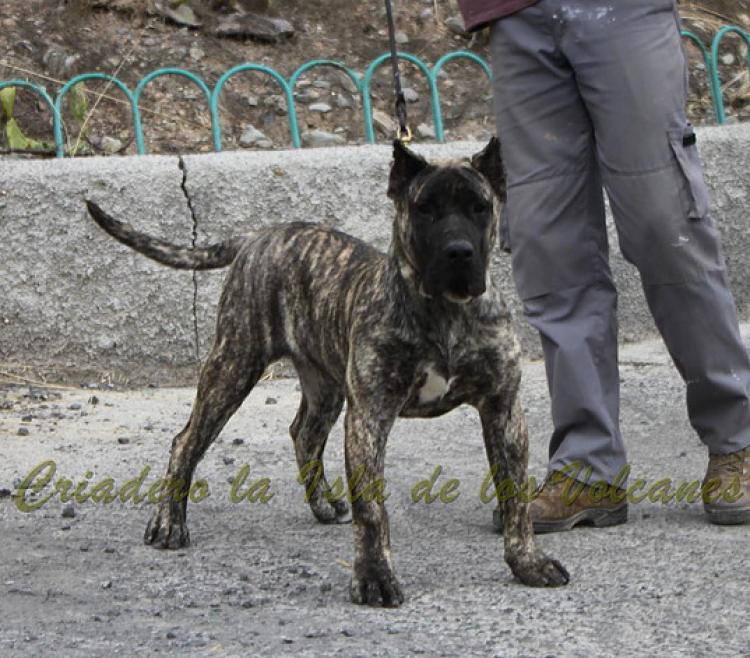 Dogo Canario. Haimar De La Isla De Los Volcanes.