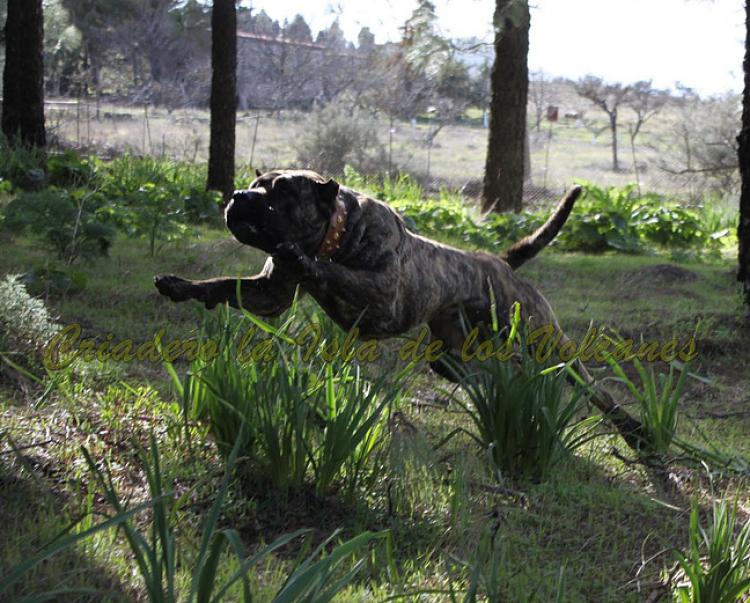 Dogo Canario. Faraon De La Isla De Los Volcanes.