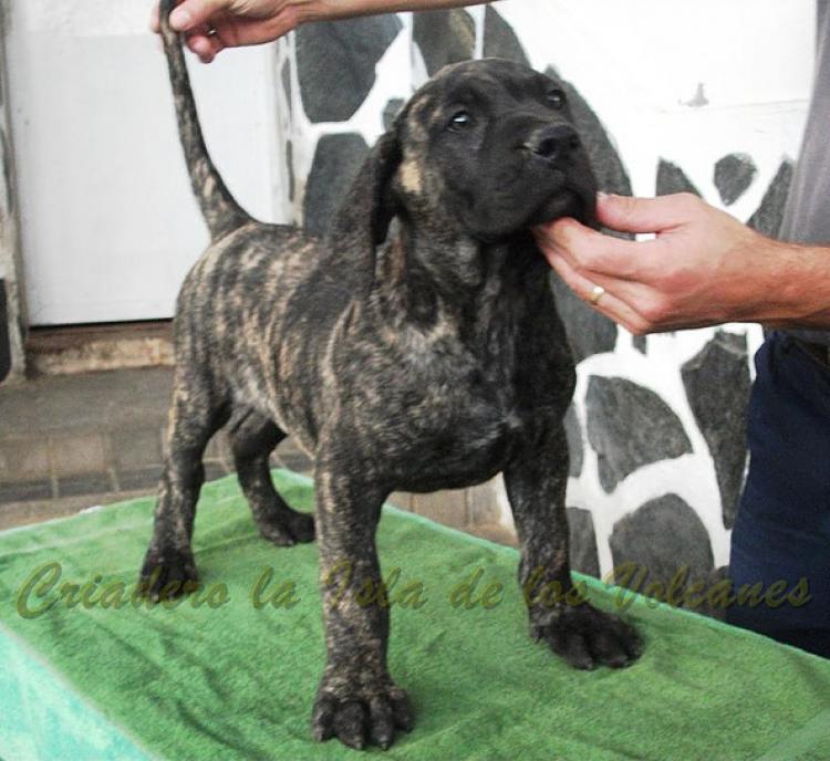 Dogo Canario. Volcan De La Isla De Los Volcanes.