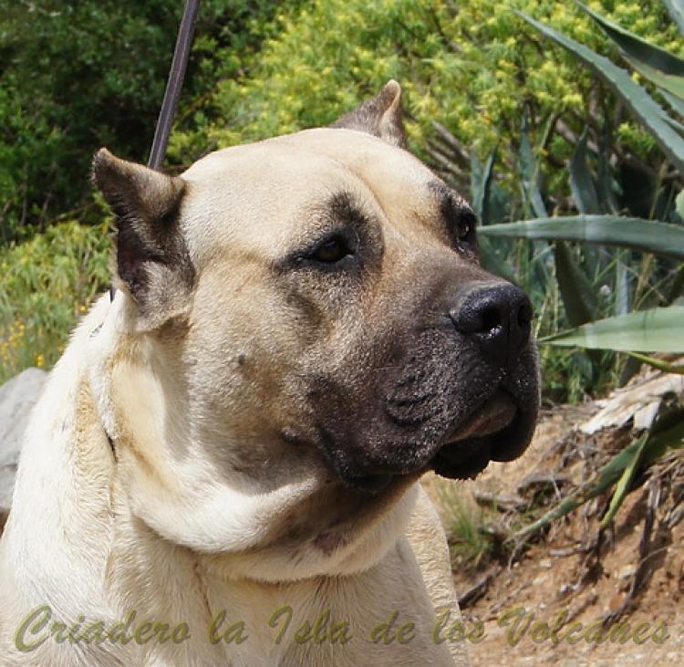 Dogo Canario. Khiara De La Isla De Los Volcanes.