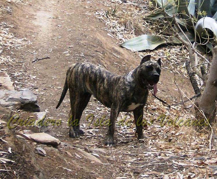 Dogo Canario. Faina De La Isla De Los Volcanes de cachorra.