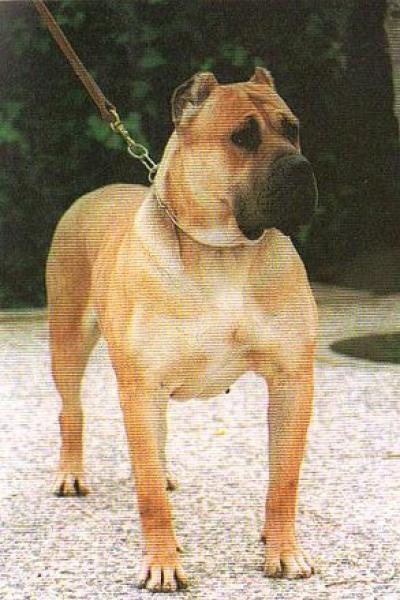 Dogo Canario. Cariño.