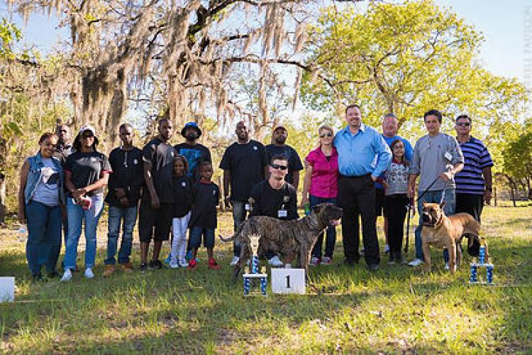 Dogo Canario. Turco De La Isla De Los Volcanes.
