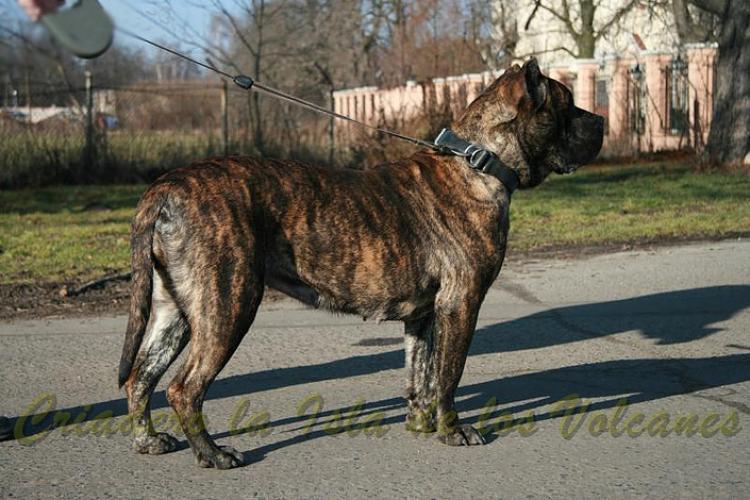 Dogo Canario. Cora De Presas Yeyfe.