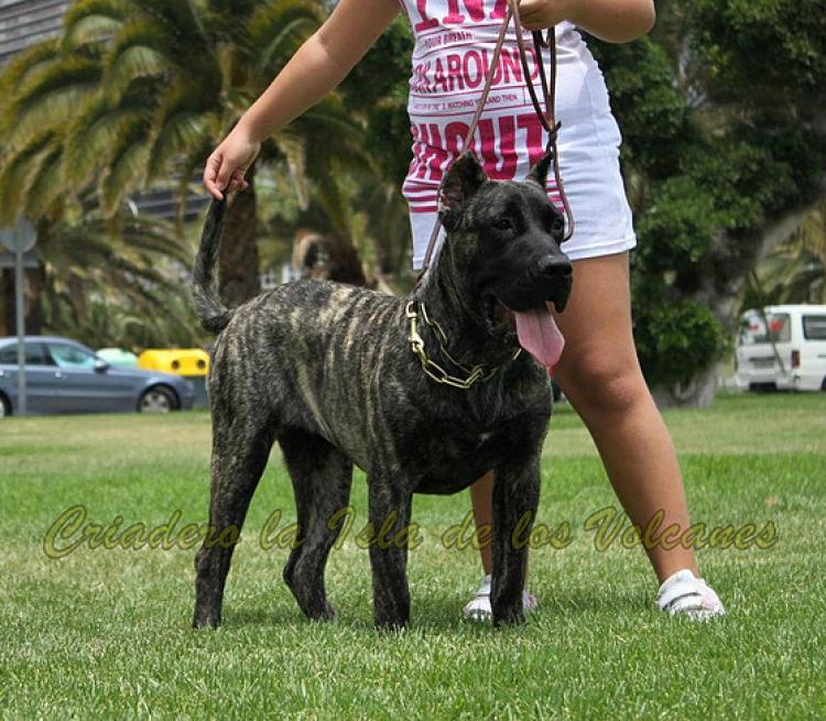 Dogo Canario. Wally De La Isla De Los Volcanes.