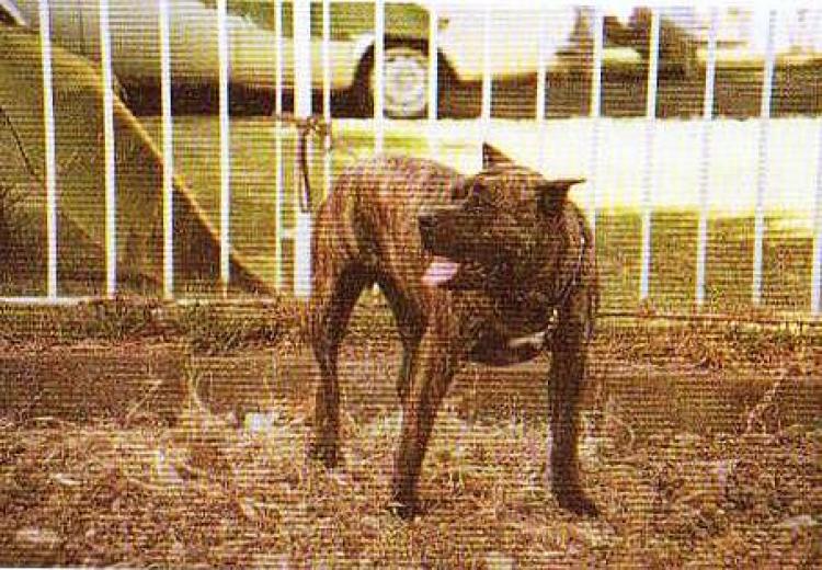 Dogo Canario. Guama.
