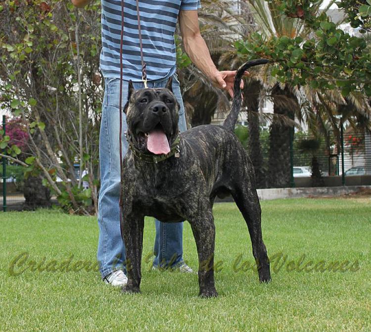 Dogo Canario. Volcan De La Isla De Los Volcanes.