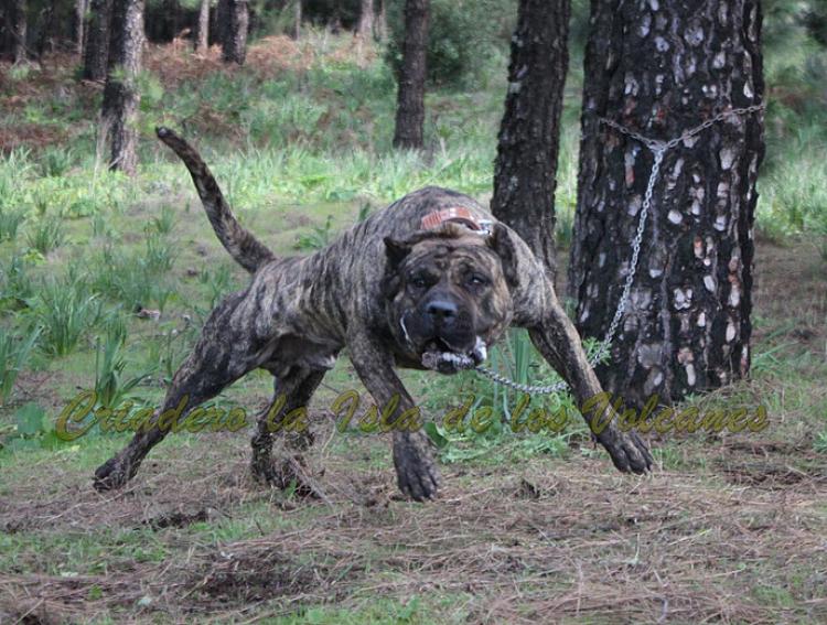 Dogo Canario. Faraon De La Isla De Los Volcanes. Dogo Canario. Faraon De La Isla De Los Volcanes.