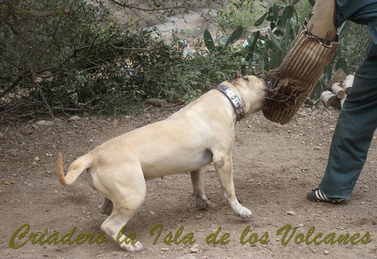Dogo Canario. Agora De Isla De Los Volcanes.