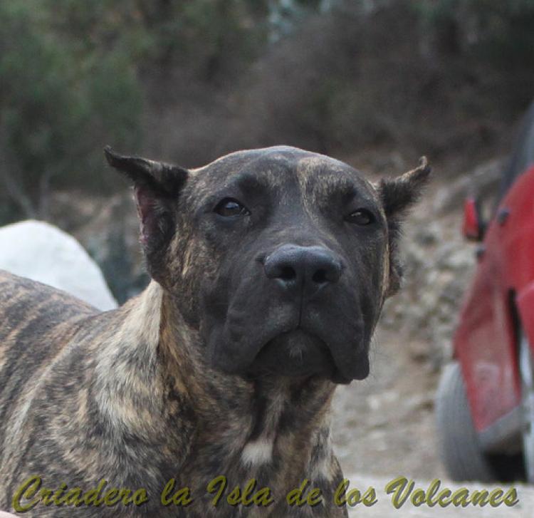Dogo Canario. Faraon De La Isla De Los Volcanes con 5 meses.