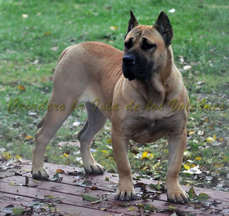 Dogo Canario. Duna I De La Isla De Los Volcanes.