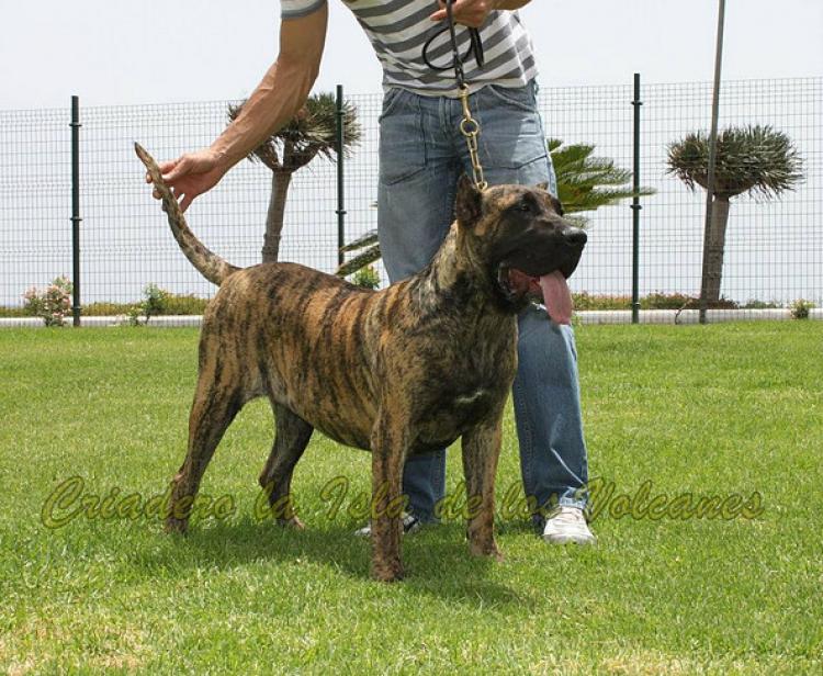 Dogo Canario. Wendy De La Isla De Los Volcanes.