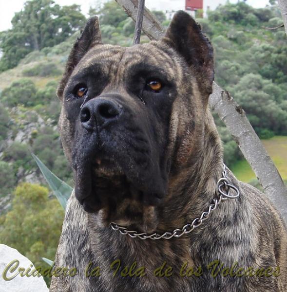 Dogo Canario. Faina De La Isla De Los Volcanes.