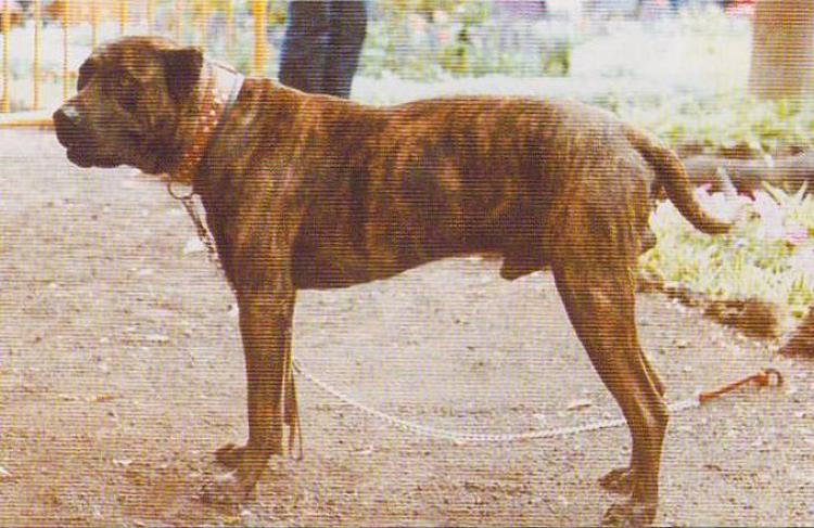 Dogo Canario. Fotos Historicas. Beneharo.