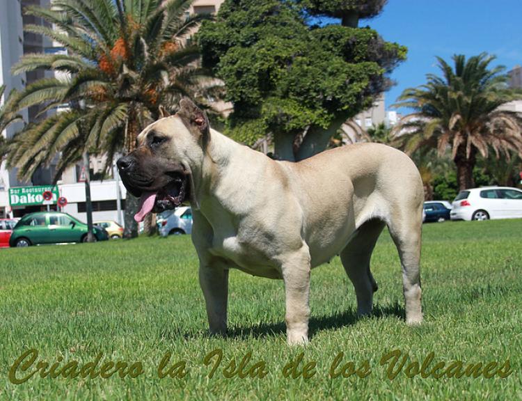 Dogo Canario. Vicky De La Isla De Los Volcanes con 12 meses.
