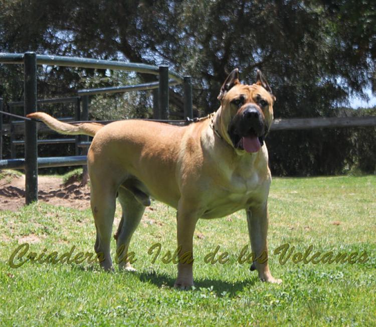 Dogo Canario. Turco De La Isla De Los Volcanes.