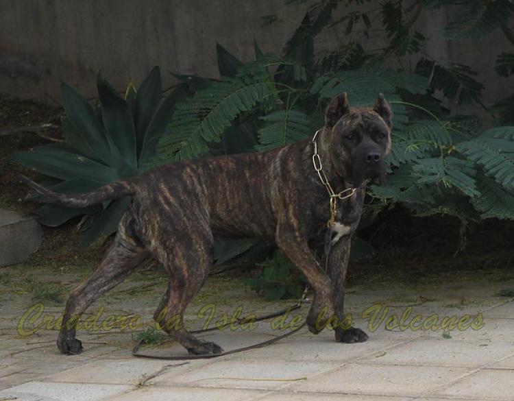 Dogo Canario. Laia De La Isla De Los Volcanes.