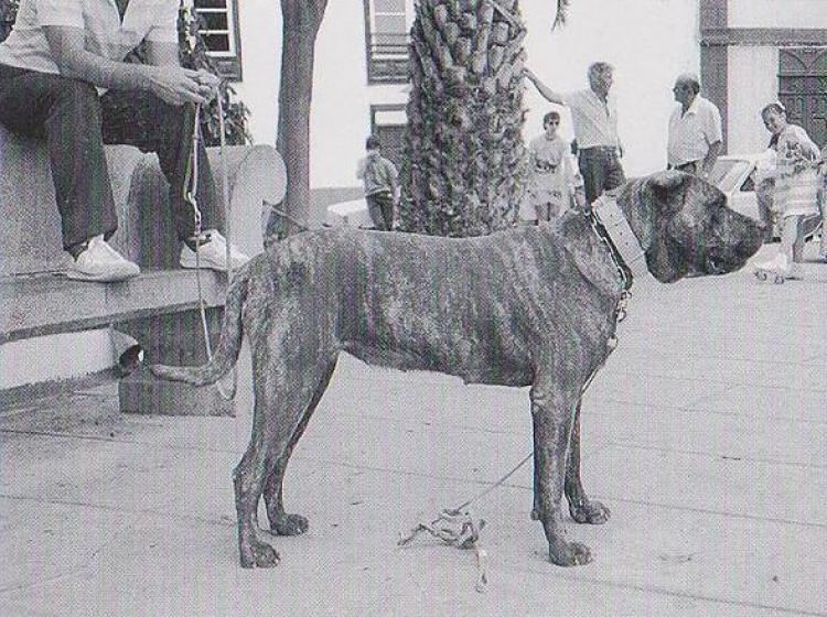 Dogo Canario. Diana.