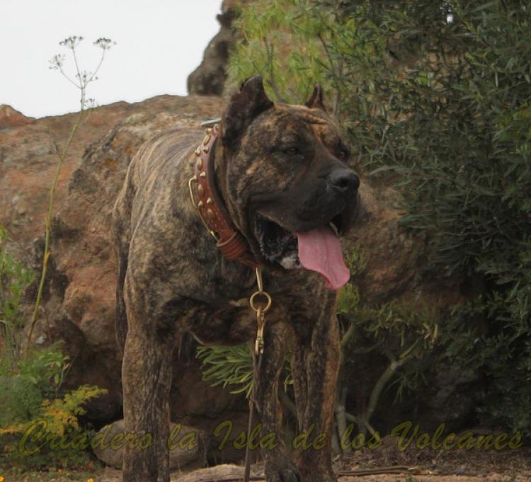 Dogo Canario. Faraon De La Isla De Los Volcanes.