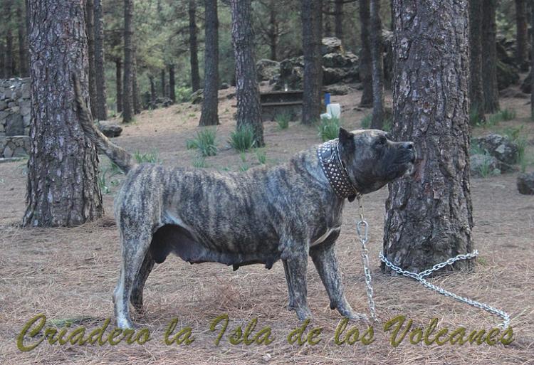 Dogo Canario. Faina De La Isla De Los Volcanes en 2012.