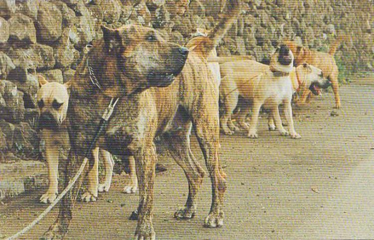 Dogo Canario. Ruidosa Tropa. Dogo Canario. Ruidosa Tropa.