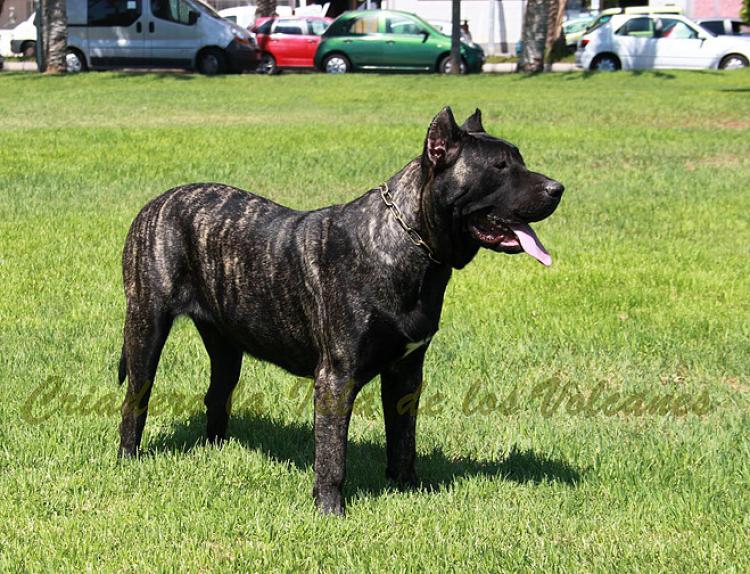 Dogo Canario. Yuma De La Isla De Los Volcanes con 12 meses.
