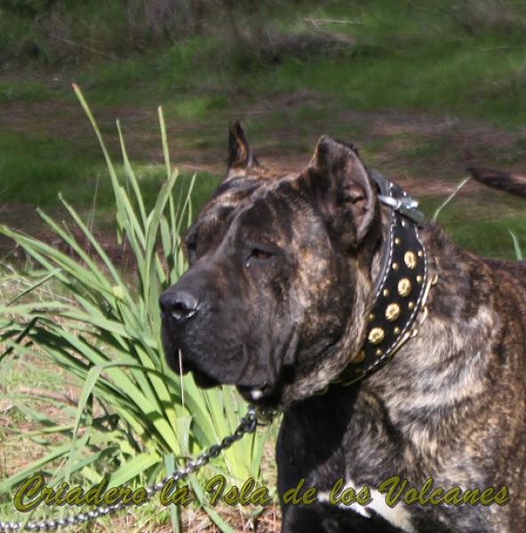 Dogo Canario. FRANCO DE LA ISLA DE LOS VOLCANES con 10 meses. Dogo Canario. FRANCO DE LA ISLA DE LOS VOLCANES con 10 meses.