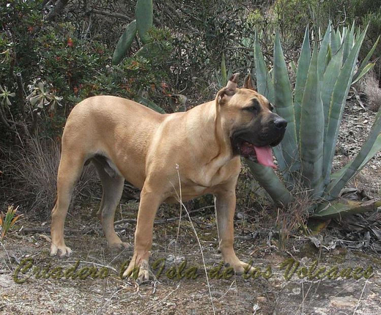 Dogo Canario. Turco De La Isla De Los Volcanes.