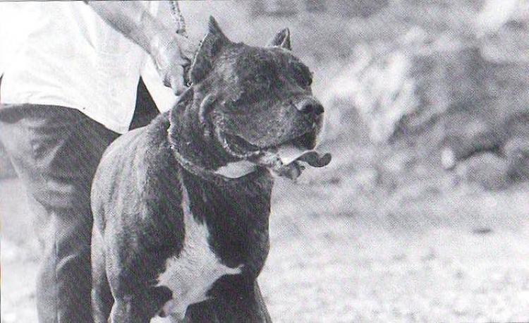Dogo Canario. Fotos Historicas. Berry.