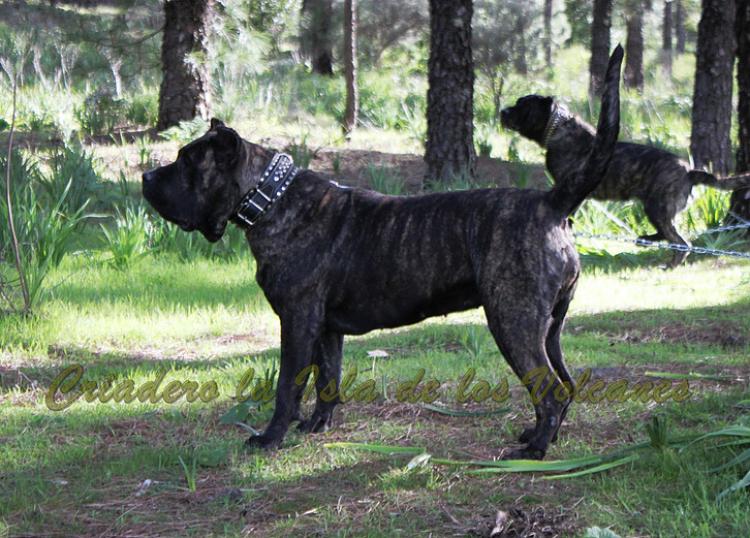 Dogo Canario. FANNY DE LA ISLA DE LOS VOLCANES con 20 meses.