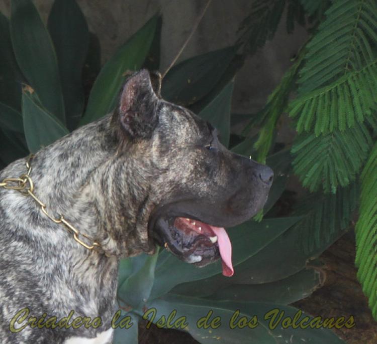 Dogo Canario. LLAIMA DE LA ISLA DE LOS VOLCANES con 20 meses.