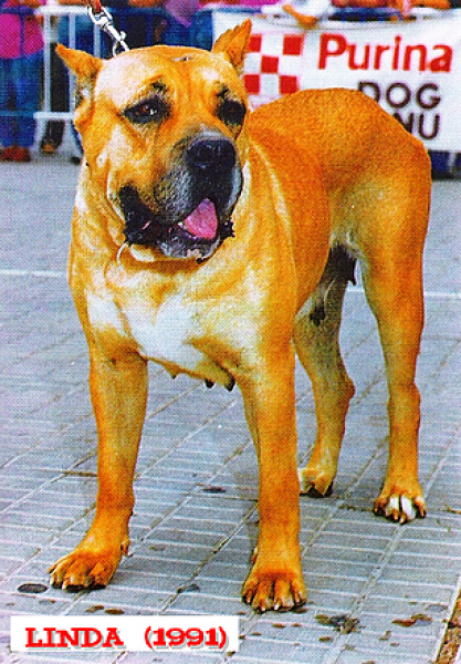 Dogo Canario. Linda.