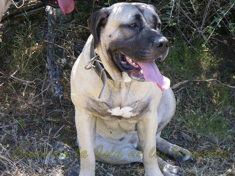 Dogo Canario. Ambar De La Isla De Los Volcanes.