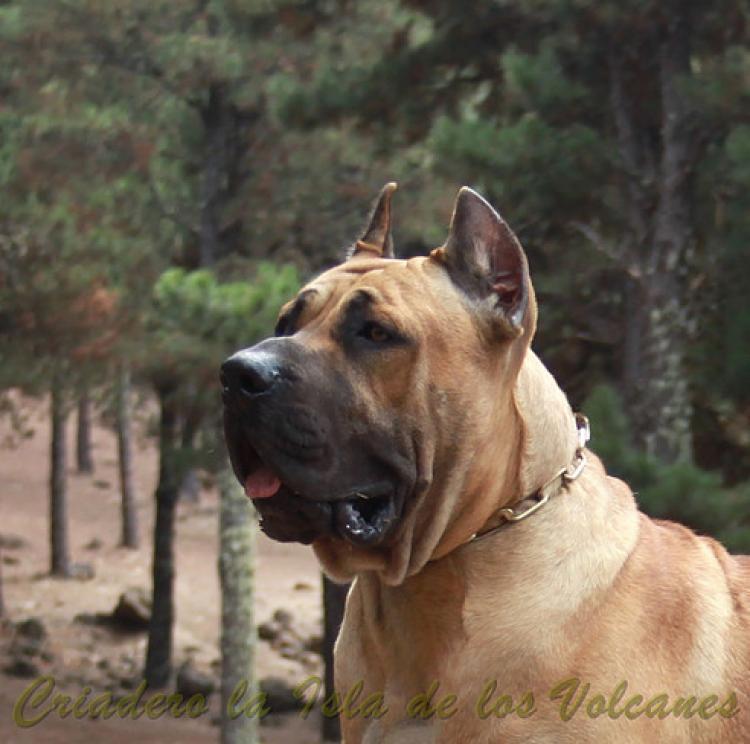 Dogo Canario. Turco De La Isla De Los Volcanes con 12 meses.