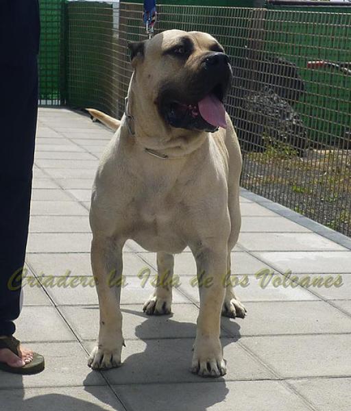 Dogo Canario. Danko De La Isla De Los Volcanes. Dogo Canario. Danko De La Isla De Los Volcanes.