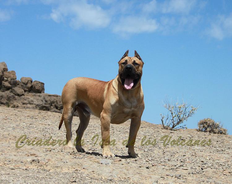 Dogo Canario. Turco De La Isla De Los Volcanes con 12 meses.