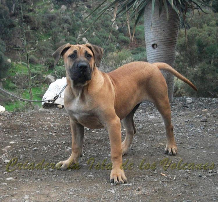 Dogo Canario. Turco De La Isla De Los Volcanes.