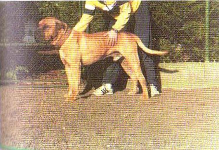 Dogo Canario. Patagón.