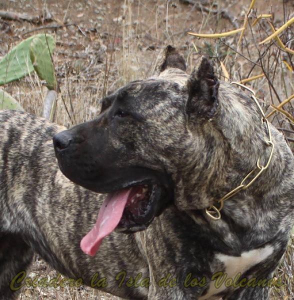 Dogo Canario. LLAIMA DE LA ISLA DE LOS VOLCANES con 10 meses.