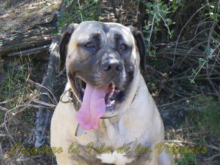 Dogo Canario. Ambar De La Isla De Los Volcanes.