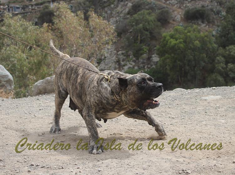 Dogo Canario. Faina De La Isla De Los Volcanes. Prueba de Caracter.