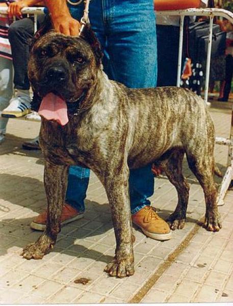 Dogo Canario. Garoe.